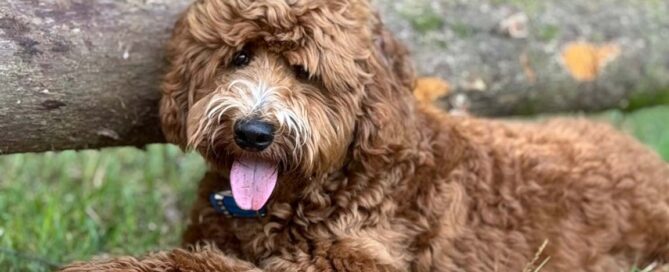 Senior Goldendoodle in his mature years with a brown curly coat, lying down, looking relaxed, with his tongue out