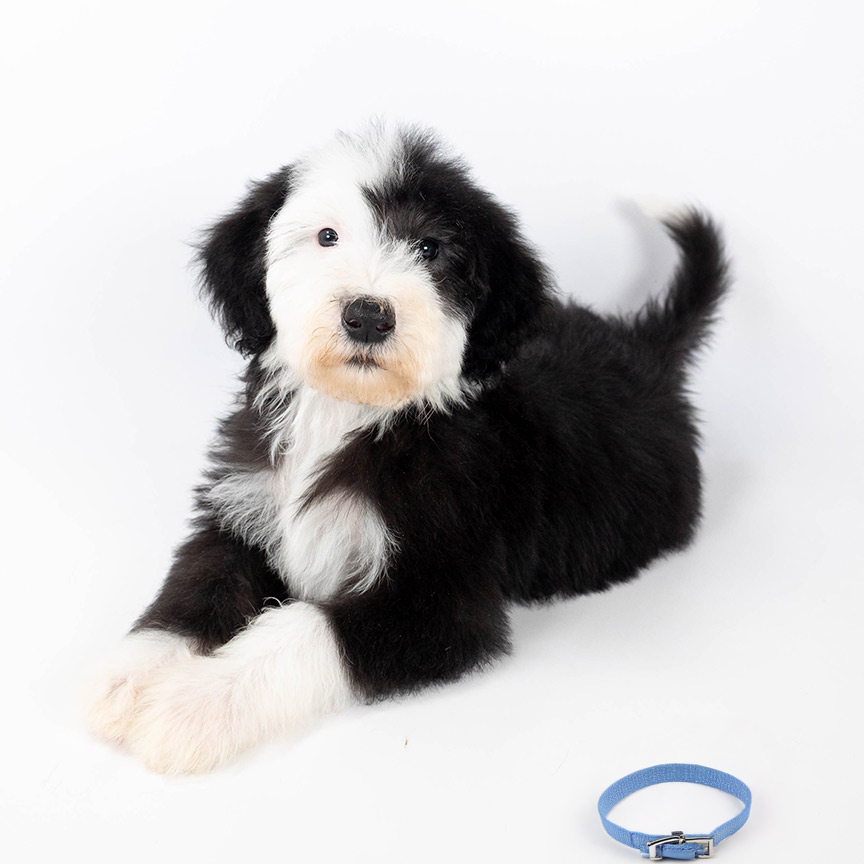 sheepadoodle sitting on white background