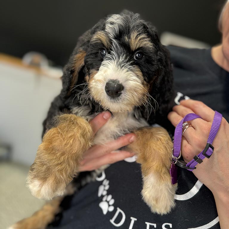Bernedoodle dog being held in the arms of her trainer at Double U Doodles
