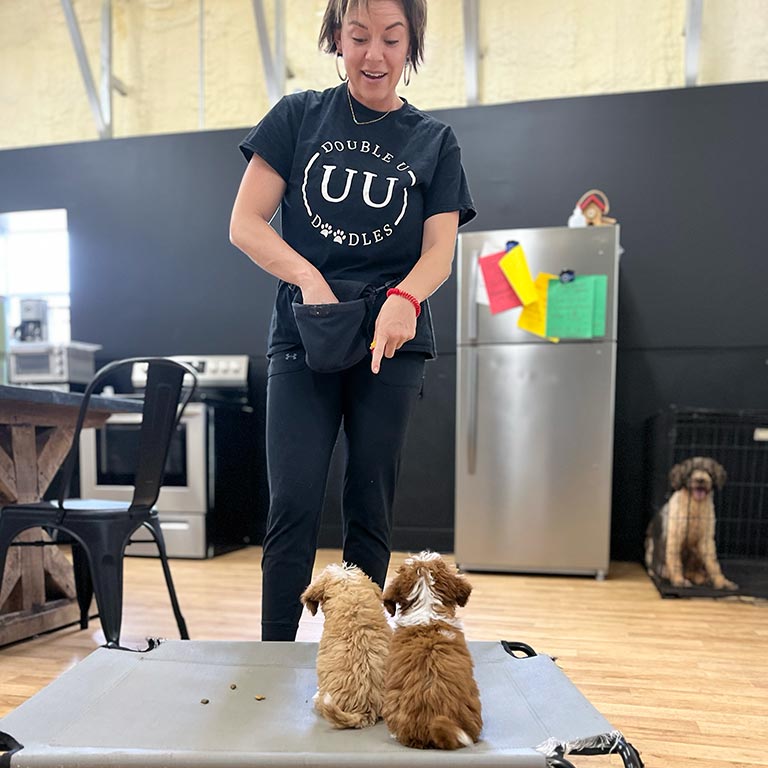 Trainer at Double U Doodles engaging in Early Neurological Stimulation with two puppies
