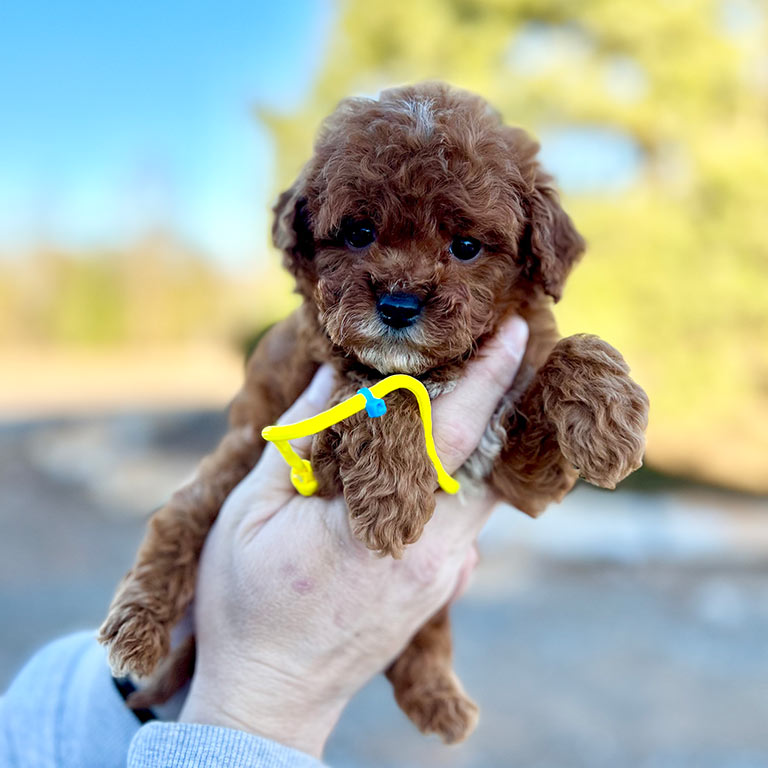White and brown puppy being hekd in the air with no problem thanks to Early Neurological Stimulation
