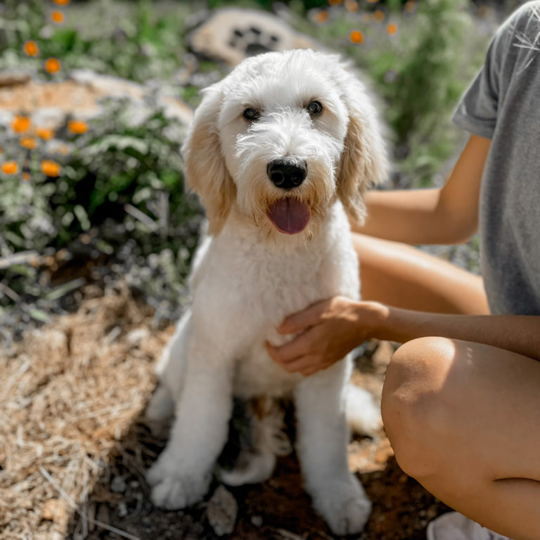 White adult Doodle dog standing outside with his mouth open