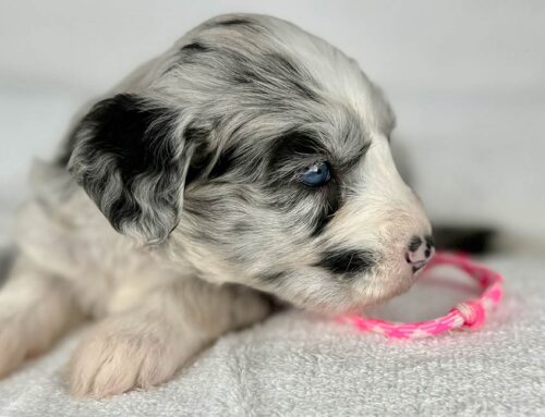 Why Early Neurological Stimulation Matters for Dogs