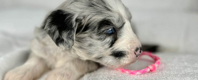 Black, grey and wite puppy sniffing a pink collar