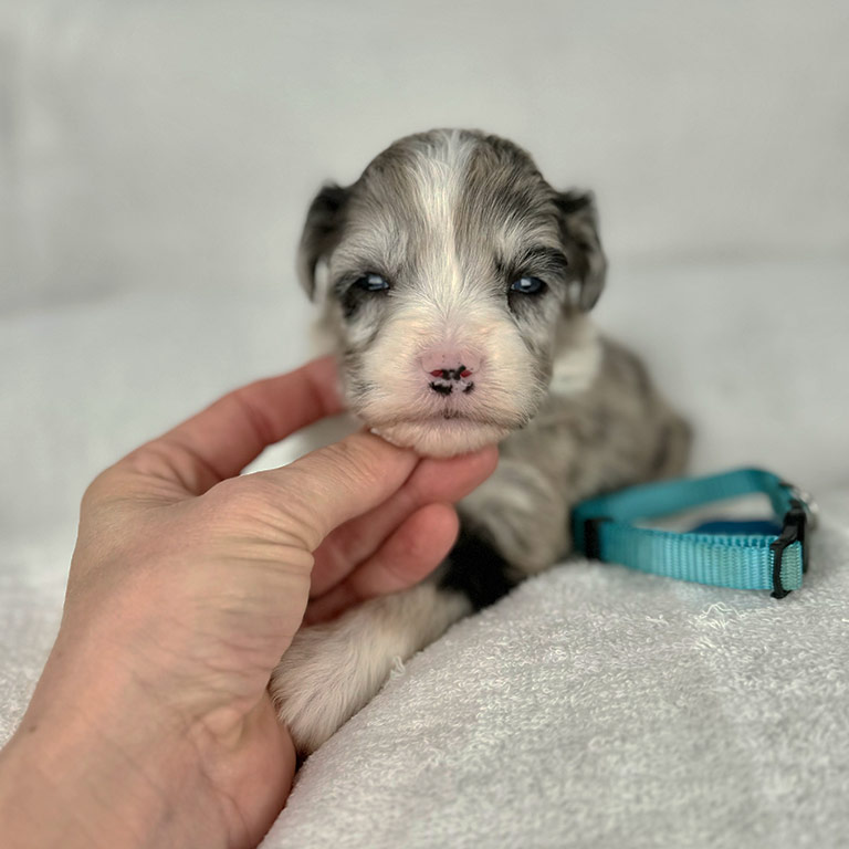 Puppy lying down next to his blue collar