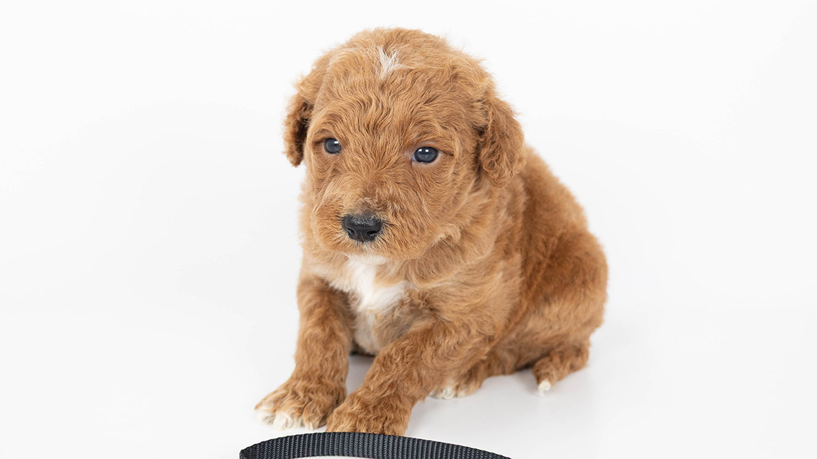 White and beige doodle puppy with a white background