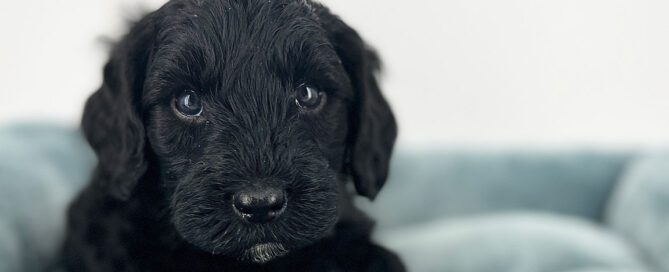 Black doodle puppy in his dog bed