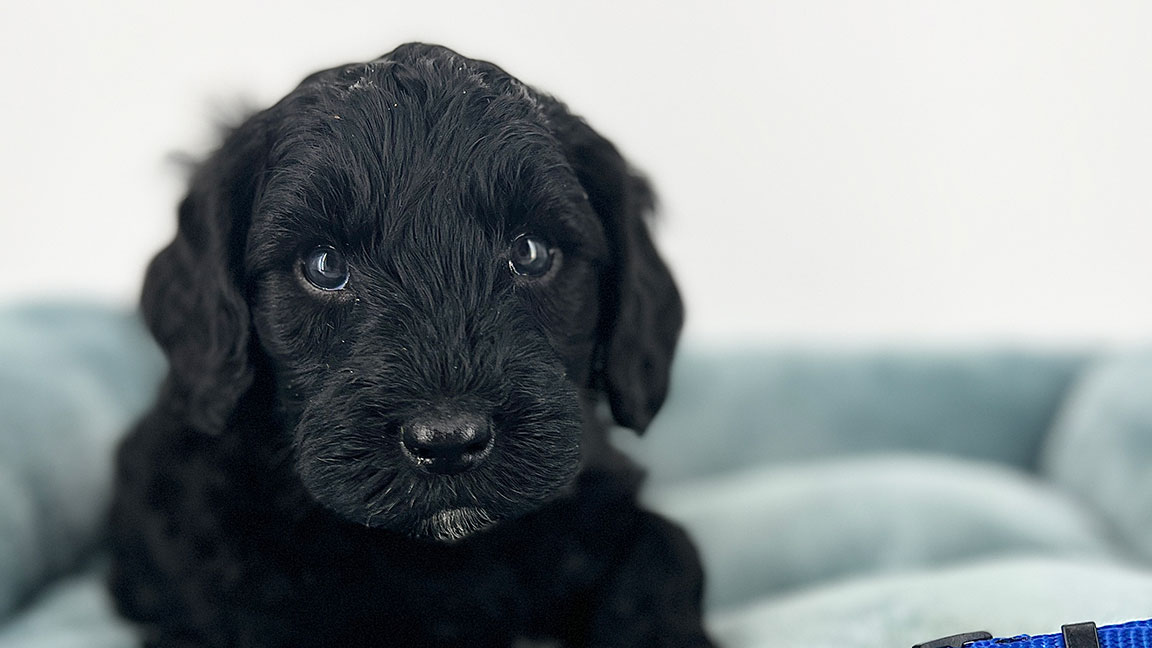 Black doodle puppy in his dog bed