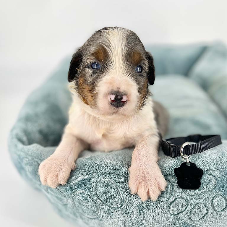 Bernedoodle puppy resting in a dog bed