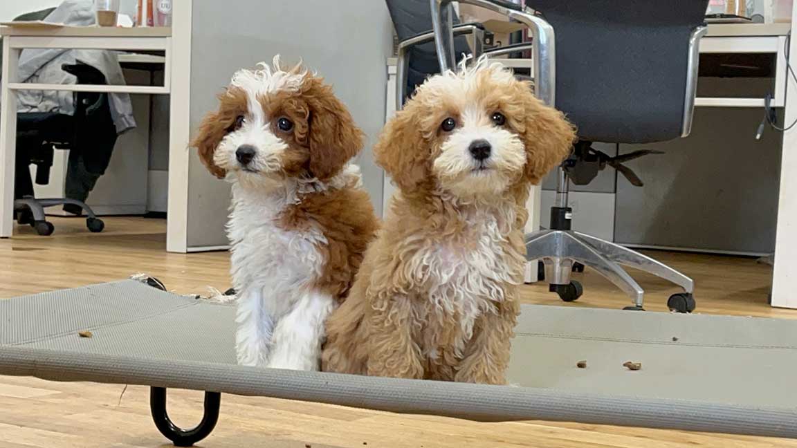 Two doodles from Double U Doodles, without any signs of stress in puppies, thanks to early socialization