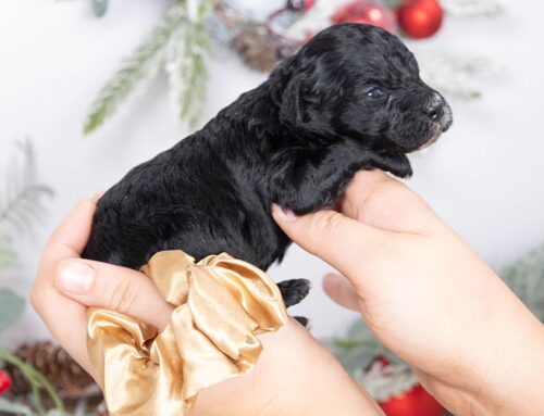 Signs of Stress in Puppies: What Body Language Reveals