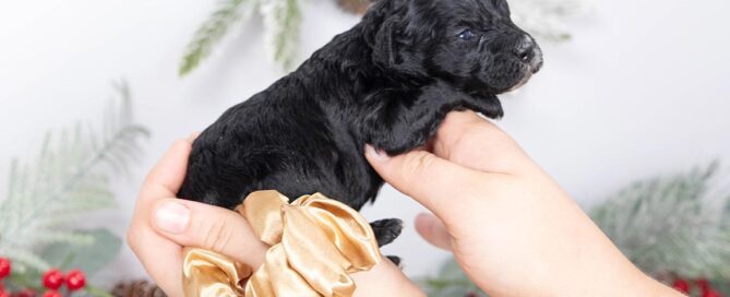 Black doodle puppy being held by owner