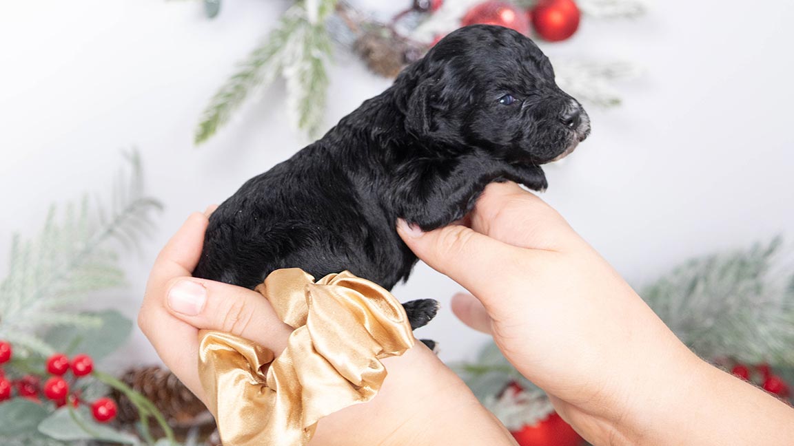 Black doodle puppy being held by owner