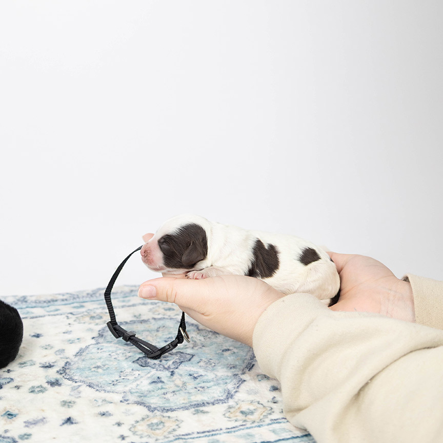 black_mini_bernedoodle