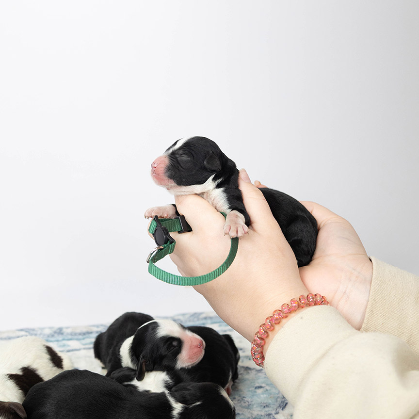 green_mini_bernedoodle