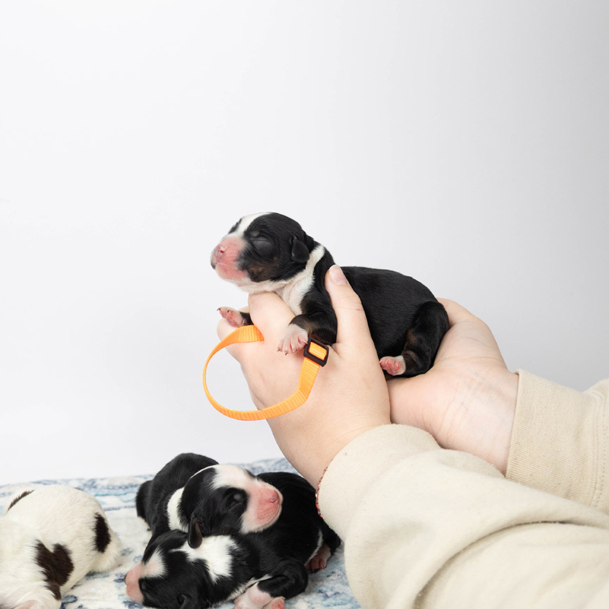 orange_mini_bernedoodle