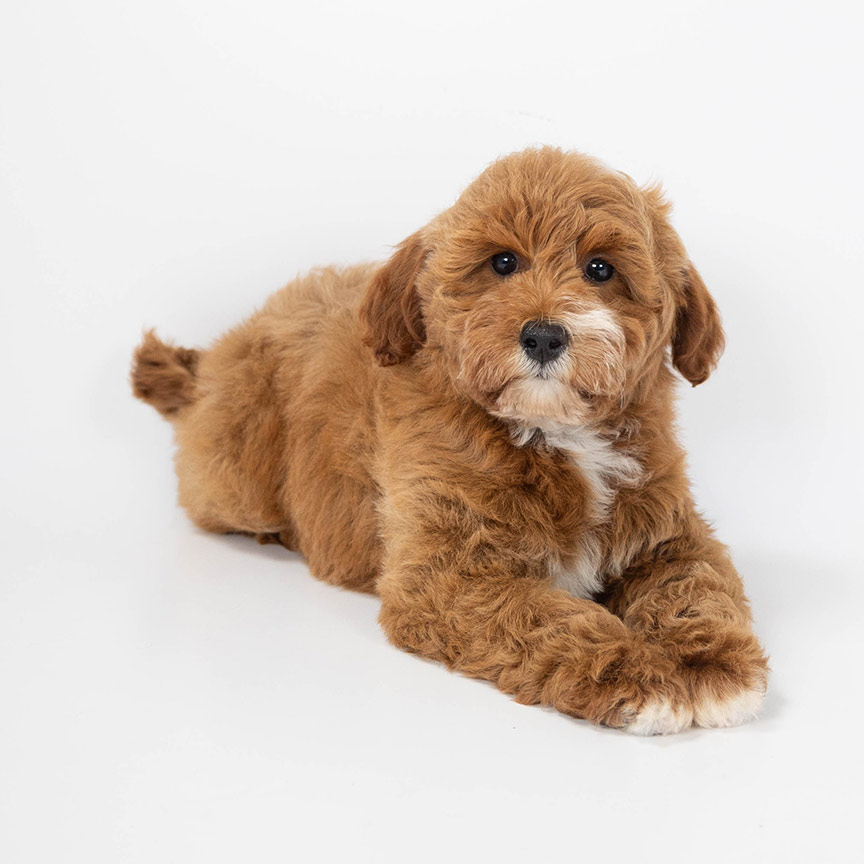 pink-petite-goldendoodle