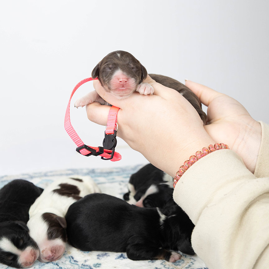 pink_mini_bernedoodle