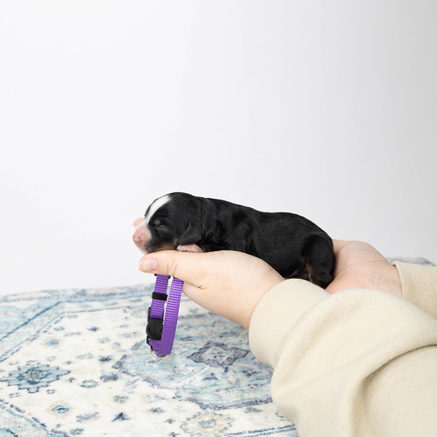 purple_mini_bernedoodle