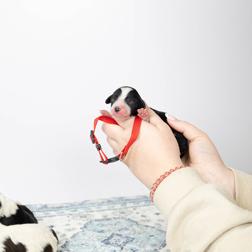 red_mini_bernedoodle