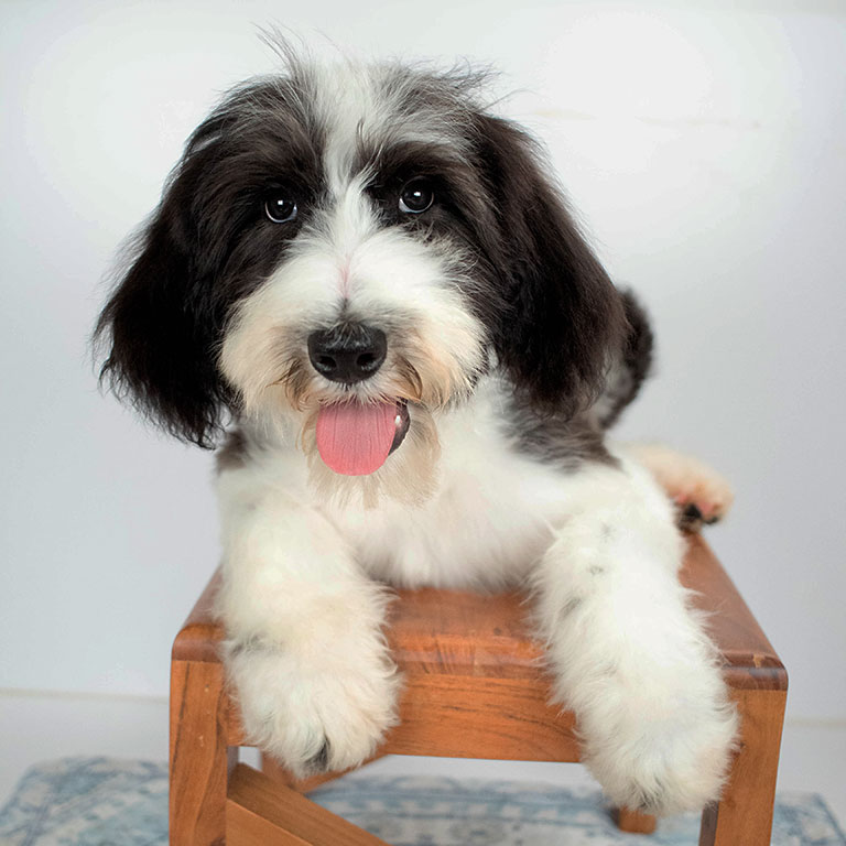 Well-trained dog from Double U Doodles, showing that consistency matters in dog training