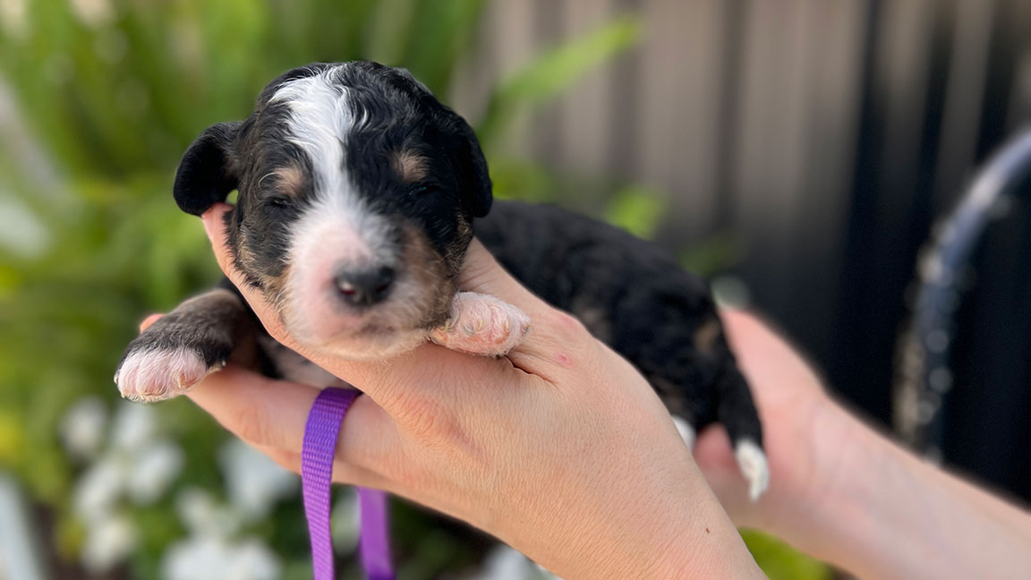 Bernedoodle puppy for sale at Double U Doodles