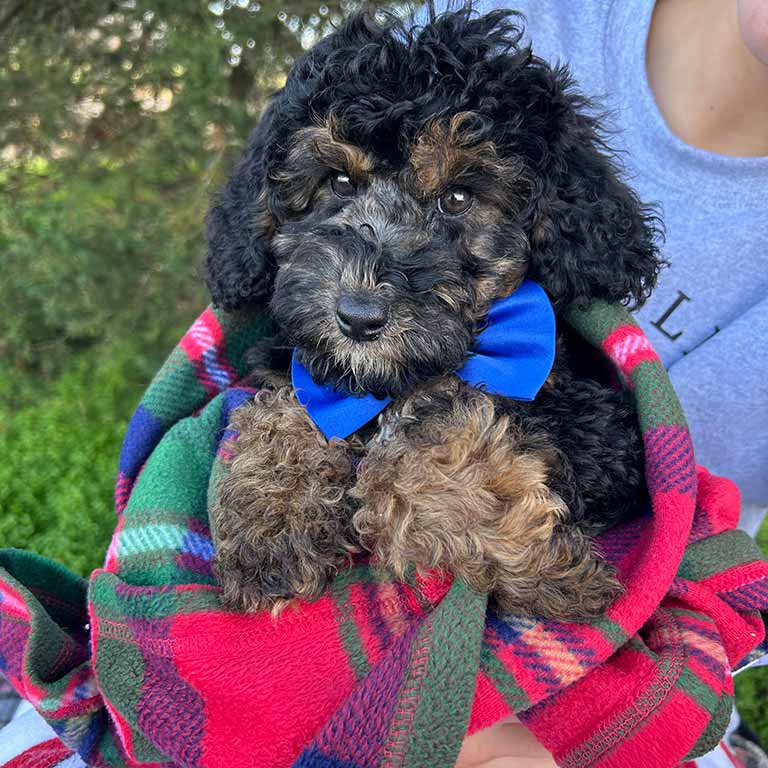 Black and brown doodle with a blue bowtie