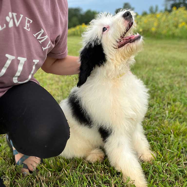 Black and white Sheepadoodle sitting by owner in the grass