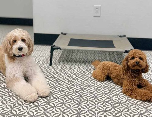 Why Consistency Matters in Dog Training