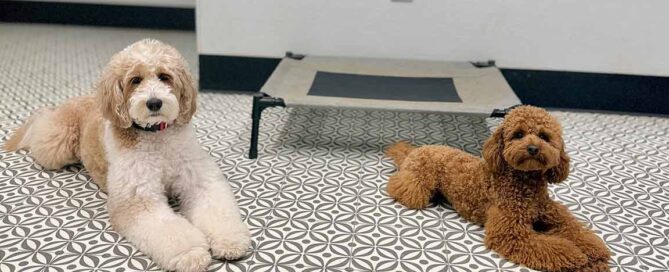 Two Doodles who go through training with a good consistency