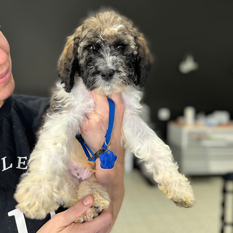 Breeder and trainer at Double U Doodles holding one of their doodle puppies