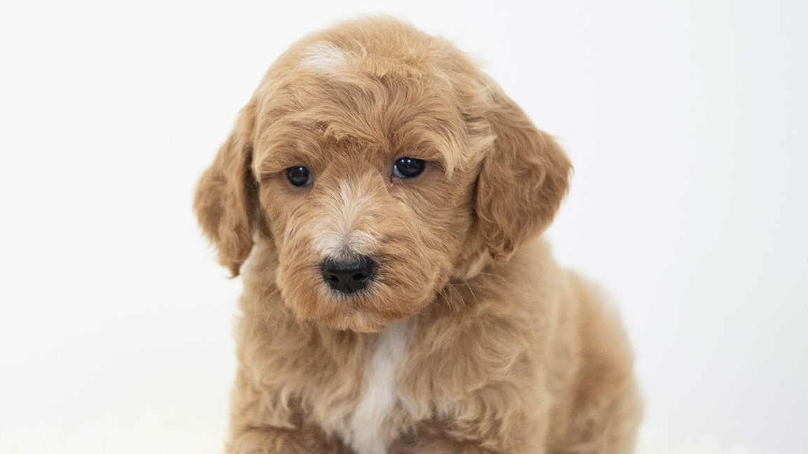 Cream colored Doodle with a low shedding coat
