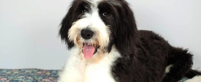 Doodle adult dog with a black and white coat