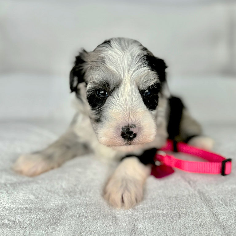 Puppy with a black, white and grey coat