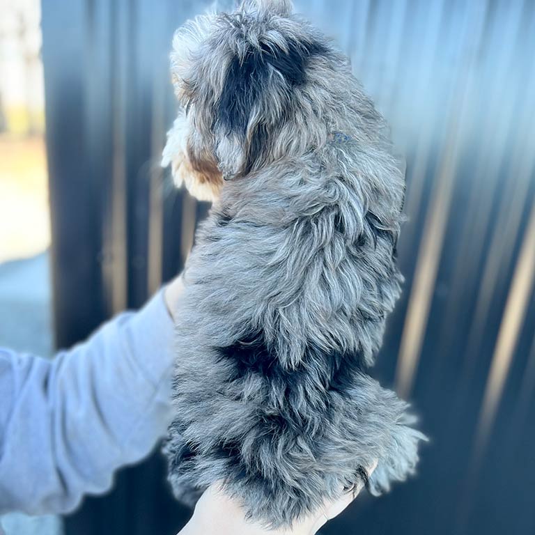Coat of a Bernedoodle who has received grooming training since puppyhood