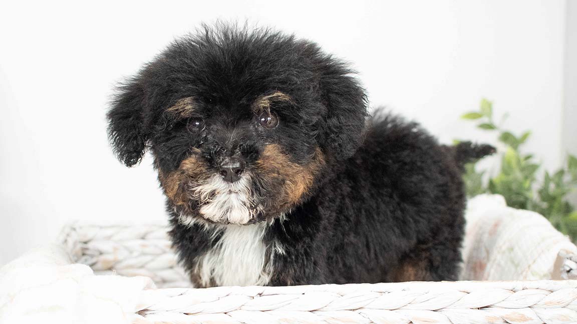 Mini Bernedoodle puppy with fluffy hair