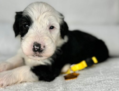 Why Grooming Training Should Start Early: A Breeder’s Perspective