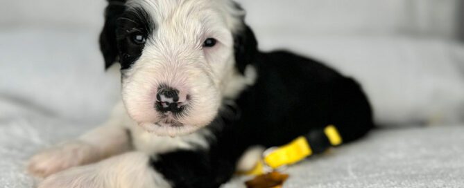 Black and white Doodle puppy lying down in a white background