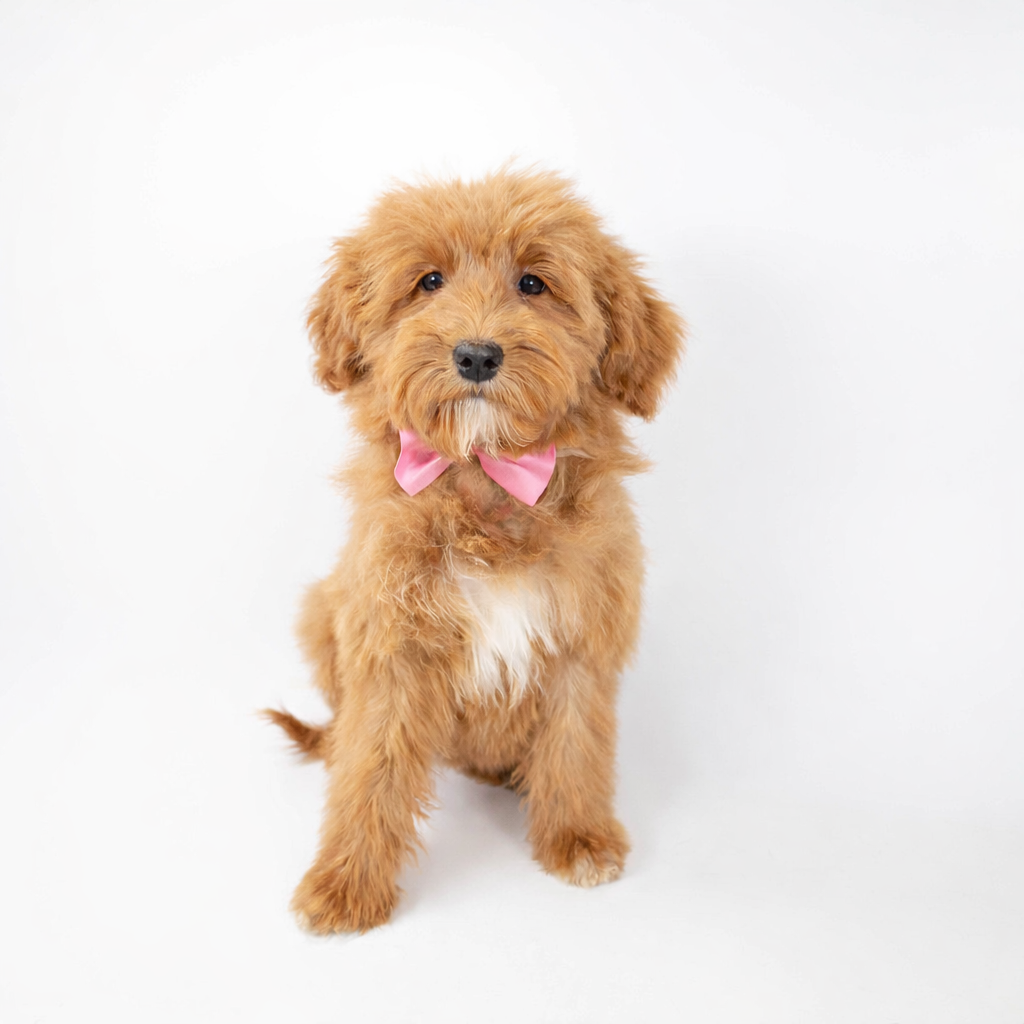 Yellow Goldendoodle girl