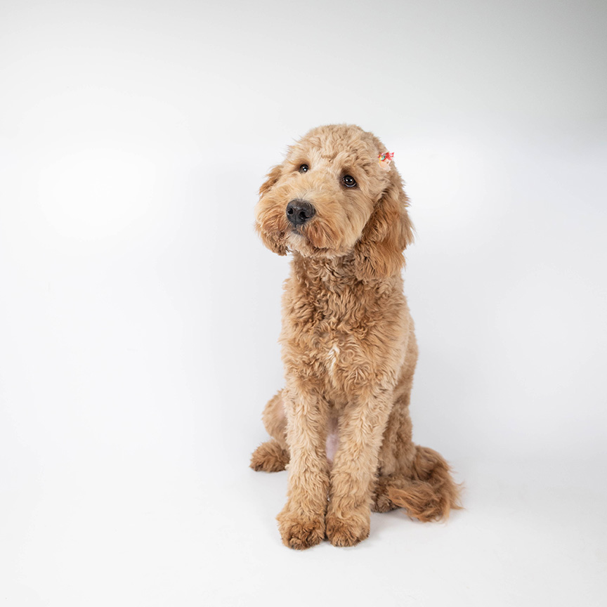 standard_goldendoodleHoney