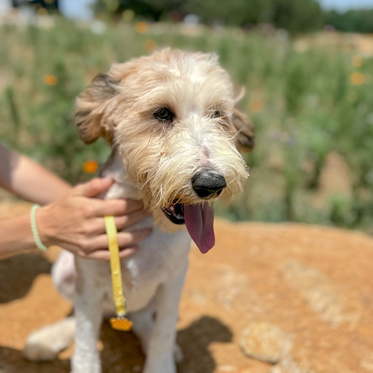 Adult Doodle who has been through crate training as a puppy and has learned crate comfort