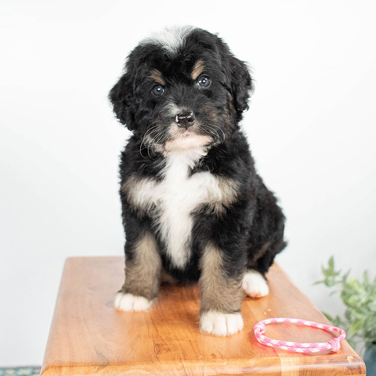 Bernedoodle puppy sitting on a wooden table