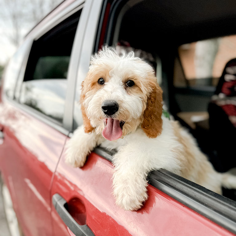 Puppy in a car, with his head out of the window and his tongue out