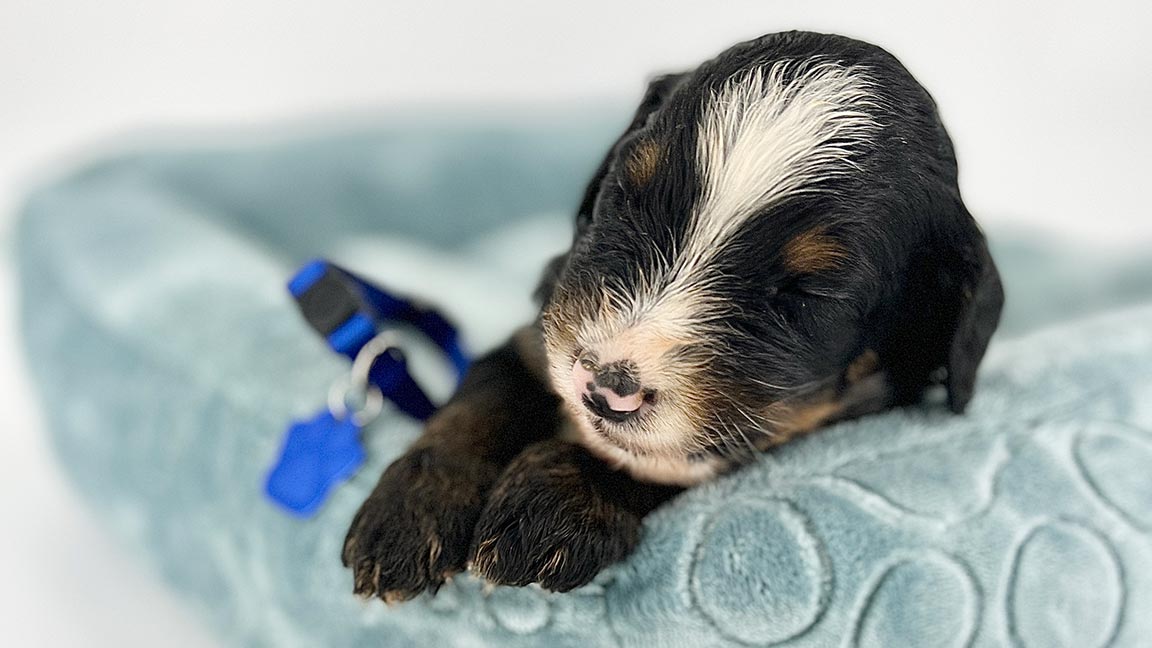 Bernedoodle sleeping in a dog bed while he builds crate comfort