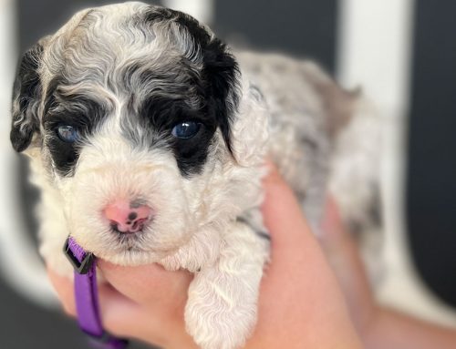 The Importance of Crate Comfort: Making the Crate a Safe Space