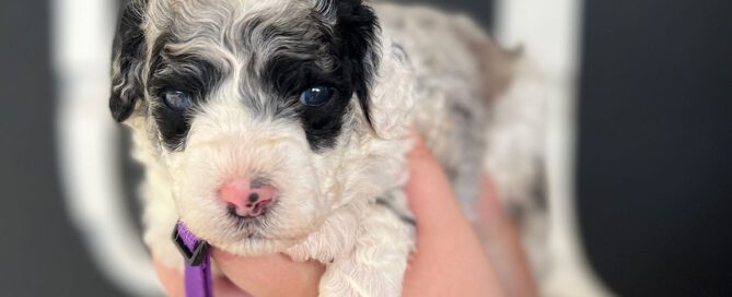 Bernedoodle puppy with a black and white coat