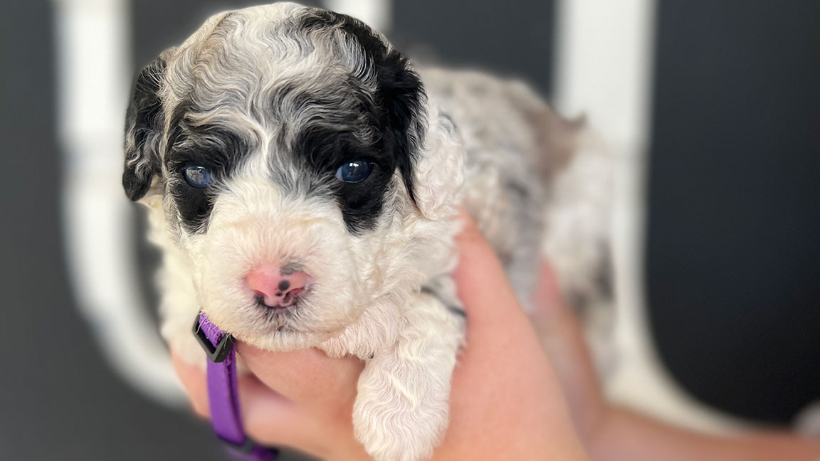 Bernedoodle puppy with a black and white coat
