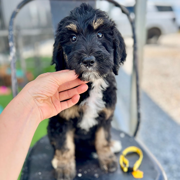 Bernedoodle puppy on a black chair