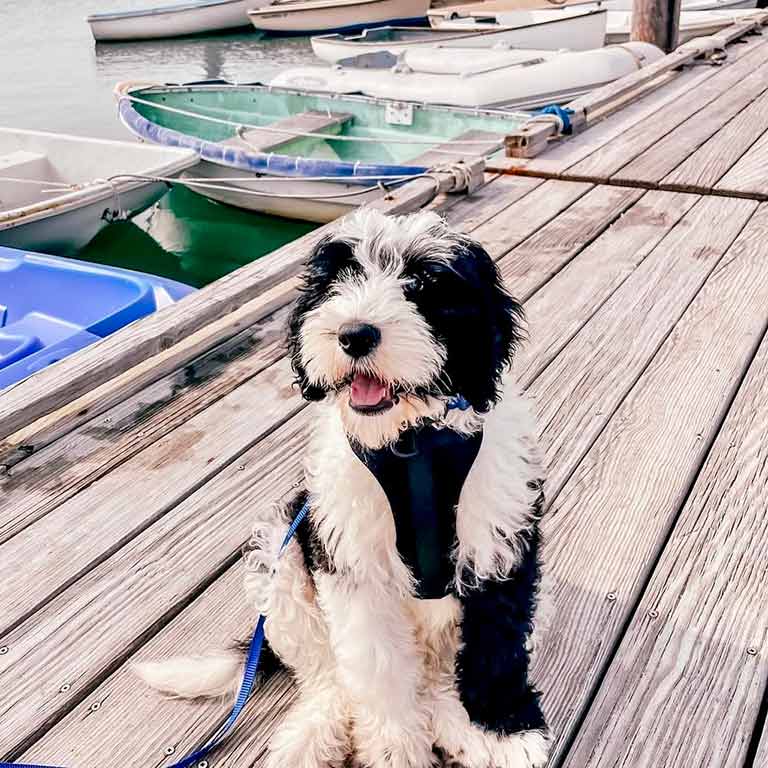 Black and white Doodle sitting by the docks.