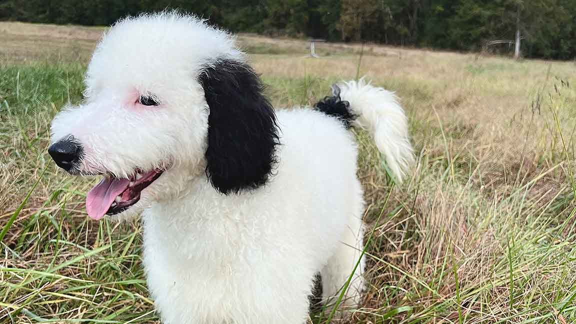 Black and white adult Sheepadoodle in the grass